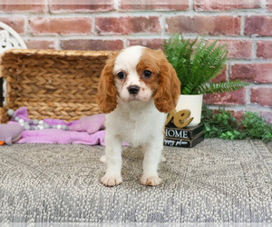 Cavalier King Charles Spaniel Puppy for sale in SYRACUSE, IN, USA