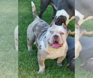 Father of the American Bully puppies born on 08/14/2022