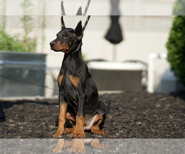 Medium Photo #26 Doberman Pinscher Puppy For Sale in WARSAW, IN, USA