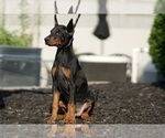 Small #3 Doberman Pinscher