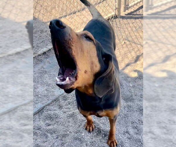 Medium Photo #1 Bloodhound-Unknown Mix Puppy For Sale in Webster, WI, USA