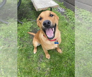 Mutt Dogs for adoption in Springdale, PA, USA