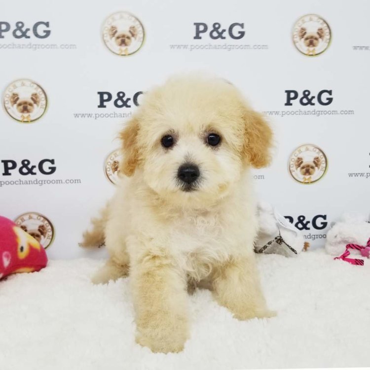 Medium Photo #1 Maltese-Poodle (Toy) Mix Puppy For Sale in TEMPLE CITY, CA, USA