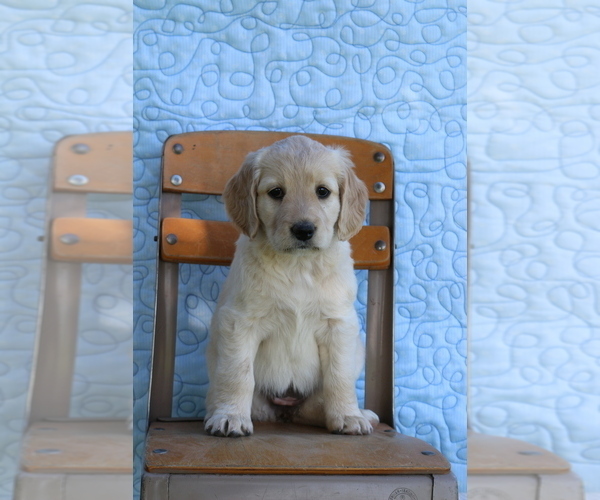 Medium Photo #1 Labradoodle Puppy For Sale in BUCKEYE, AZ, USA