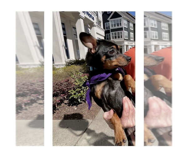 Medium Photo #4 Chipin Puppy For Sale in Mooresville, NC, USA