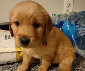 Golden Retriever Puppy for sale in ANGIER, NC, USA