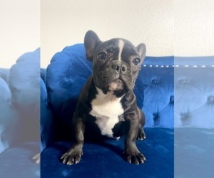 French Bulldog Puppy for sale in OAKLAND, CA, USA
