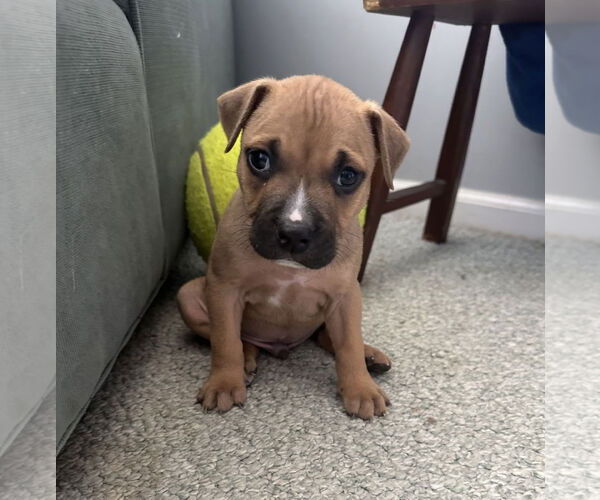 Medium Photo #1 Mutt Puppy For Sale in Philadelphia, PA, USA