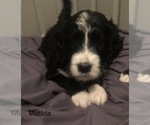 Small Photo #25 Bernedoodle Puppy For Sale in MIAMISBURG, OH, USA