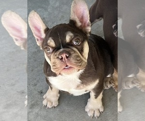 French Bulldog Puppy for sale in DESERT HOT SPRINGS, CA, USA