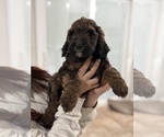 Small #3 Labradoodle