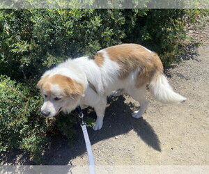 Great Pyrenees Dogs for adoption in Bend, OR, USA