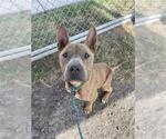 JACK AKA CHARLIE - Male American Staffordshire Terrier-Unknown Mix Dog for Adoption - Small photo