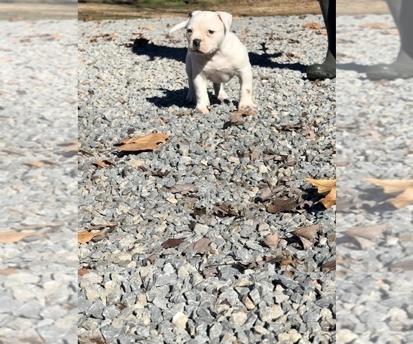 Medium Photo #3 American Bulldog Puppy For Sale in COLUMBIA, KY, USA