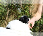 Small #8 ShihPoo