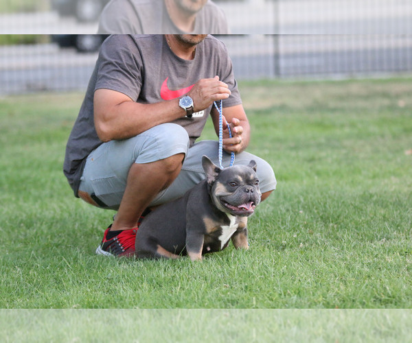 Medium Photo #5 French Bulldog Puppy For Sale in WEST HILLS, CA, USA