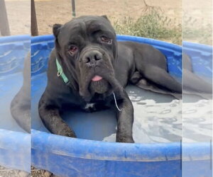 Mater - Male Mutt Dog for Adoption - Photo #4