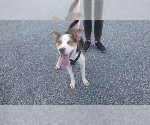 Medium Photo #1 American Pit Bull Terrier-Huskies  Mix Puppy For Sale in Augusta, GA, USA