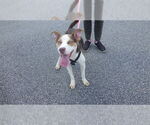 Small American Pit Bull Terrier-Huskies  Mix