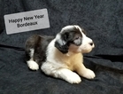Small Photo #1 Old English Sheepdog Puppy For Sale in GEORGETOWN, KY, USA