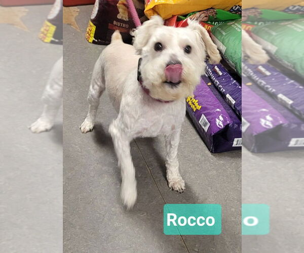 Medium Photo #3 Bichon Frise-Unknown Mix Puppy For Sale in Richmond, IN, USA