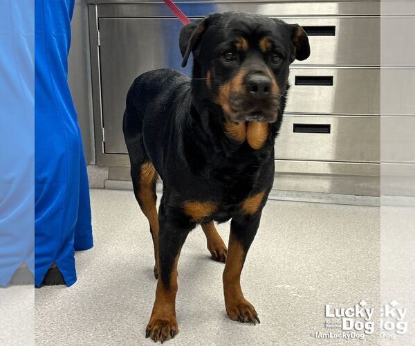 Medium Photo #2 Rottweiler-Unknown Mix Puppy For Sale in Washington, DC, USA