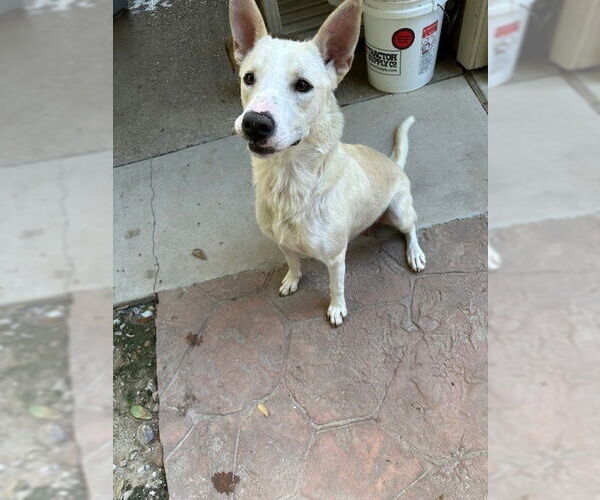 Medium Photo #2 Mutt Puppy For Sale in Oak Bluffs, MA, USA