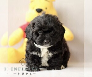 ShihPoo Puppy for sale in NEW HOLLAND, PA, USA