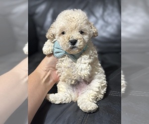 Poodle (Toy) Puppy for sale in CAMPBELLSVILLE, KY, USA