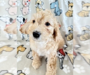 Cavapoo Puppy for sale in GILBERTSVILLE, PA, USA