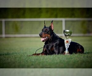 Father of the Doberman Pinscher puppies born on 05/25/2019