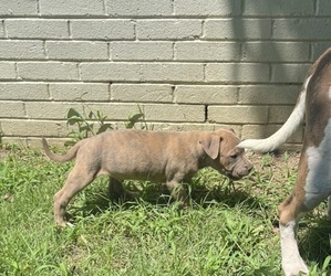 American Bully Puppy for sale in MEMPHIS, TN, USA