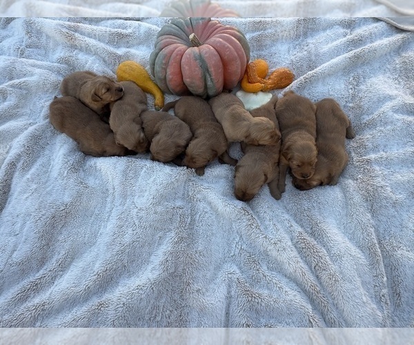 Medium Photo #14 Golden Retriever Puppy For Sale in GARDNERVILLE, NV, USA