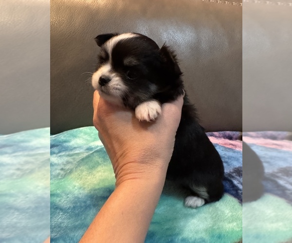 Medium Photo #8 Chihuahua Puppy For Sale in TWINING, MI, USA