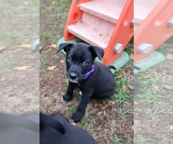Medium Photo #4 Mutt Puppy For Sale in Duluth, MN, USA