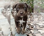 Small Photo #1 Mutt Puppy For Sale in Holly Springs, NC, USA