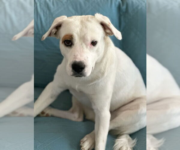 Medium Photo #2 American Pit Bull Terrier-Unknown Mix Puppy For Sale in Chandler, AZ, USA