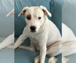 Small #1 American Pit Bull Terrier Mix