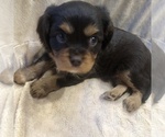 Small Photo #4 Cavalier King Charles Spaniel Puppy For Sale in AURORA, CO, USA