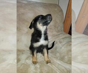 German Shepherd Dog Puppy for sale in NEWMAN, IL, USA