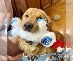 Small #17 Golden Retriever