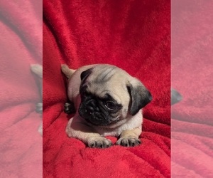 Pug Puppy for sale in SILVER SPRINGS, FL, USA