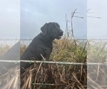Litter of 7 - Male(s) and Female(s) Labrador RetrieverLitter of Puppies for Sale - Photo #6