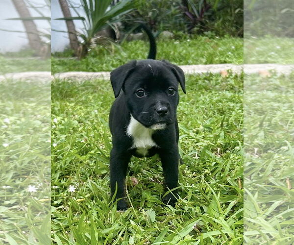 Medium Photo #3 Mutt Puppy For Sale in Royal Palm Beach, FL, USA