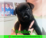 Small #9 Chow Chow Mix
