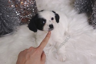Pom-Shi Puppy for sale in LAS VEGAS, NV, USA