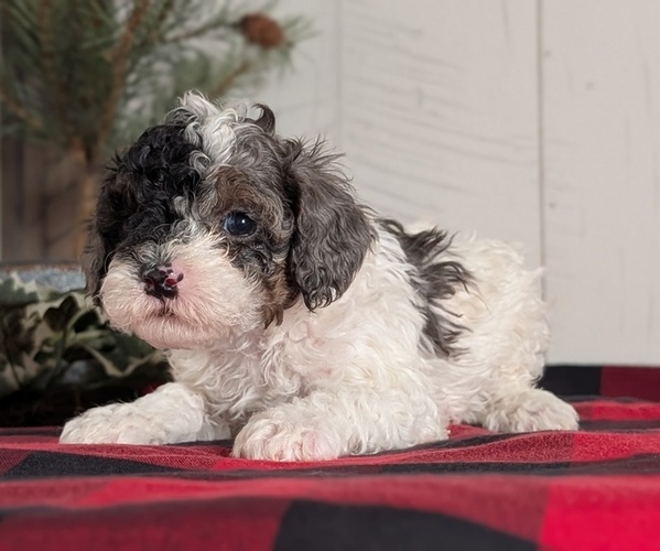 Medium Photo #5 Cockapoo (Miniature) Puppy For Sale in GOSHEN, IN, USA