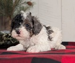 Small #4 Cockapoo (Miniature)