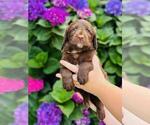 Small #2 Labradoodle