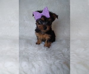 Yorkshire Terrier Puppy for sale in INDIANAPOLIS, IN, USA